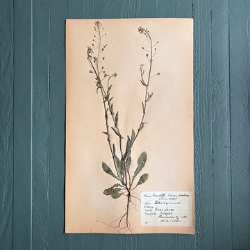 Swedish Vintage 1930s Herbarium Page, Pressed Botanical Specimen