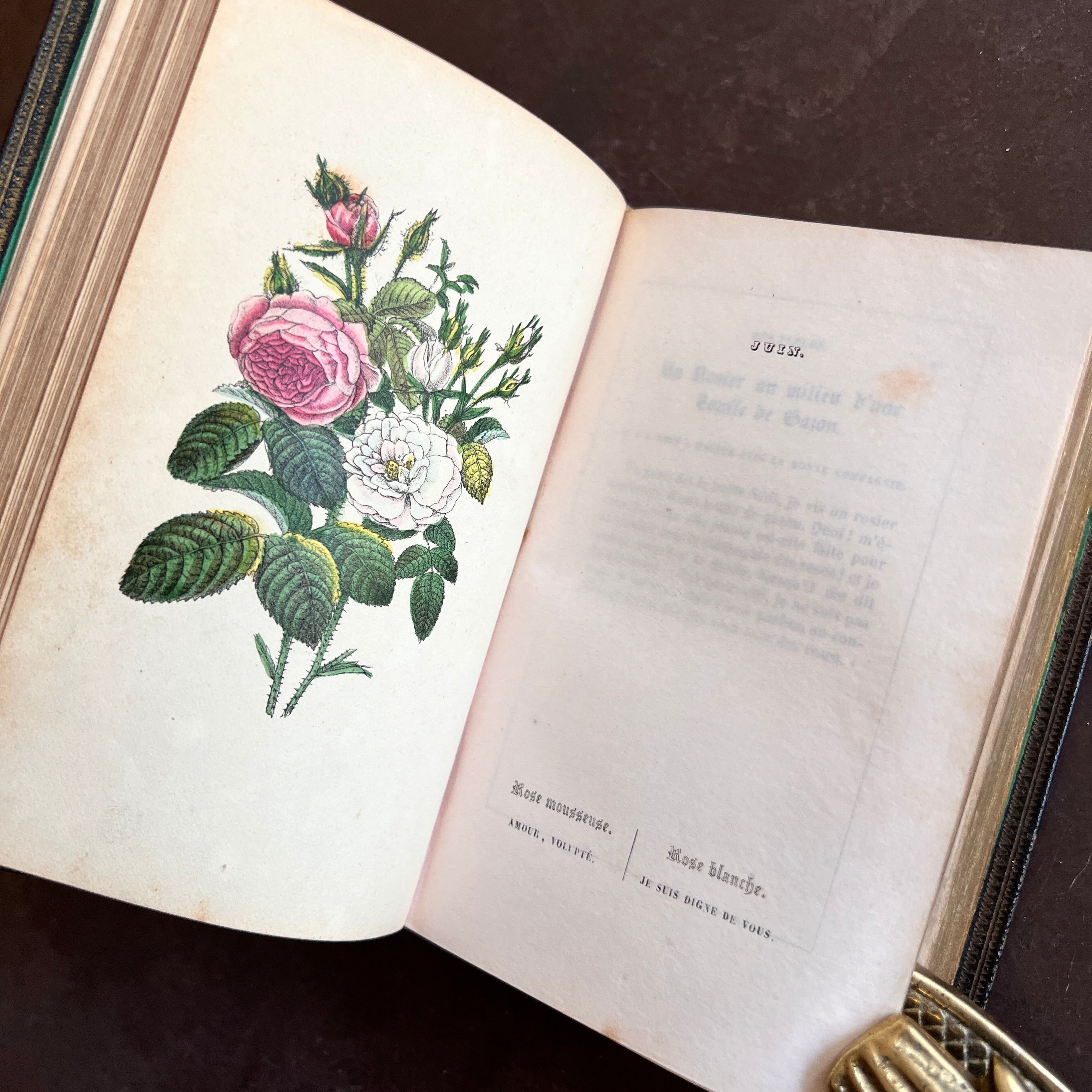1842 - Langage Des Fleurs – Honey Bee Mill