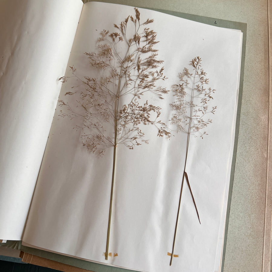 Private Herbarium of Ursula Keimes (1959-1961) | 103 Specimens | Cologne, German Pharmacy Internship with Certification
