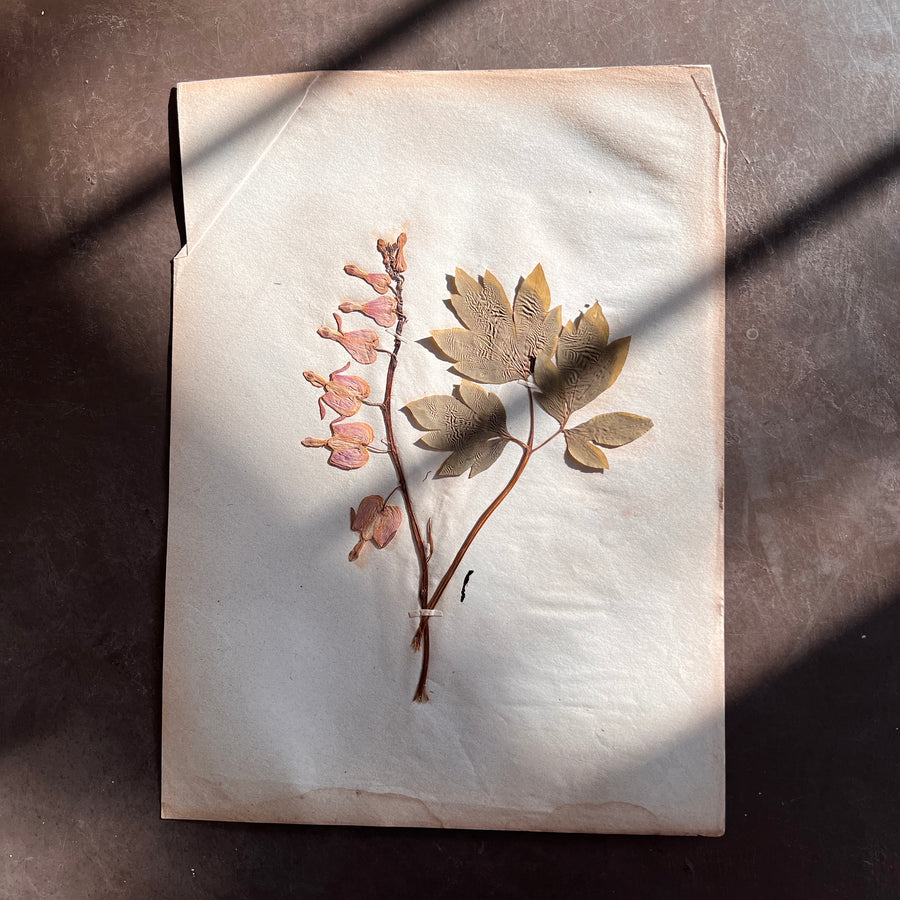 Antique Herbarium