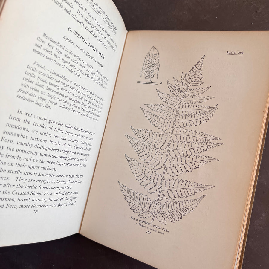 How To Know The Ferns: A Guide to the Names, Haunts, and Habits of Our Common Ferns by Frances Theodora Parsons | Illustrated | 1899