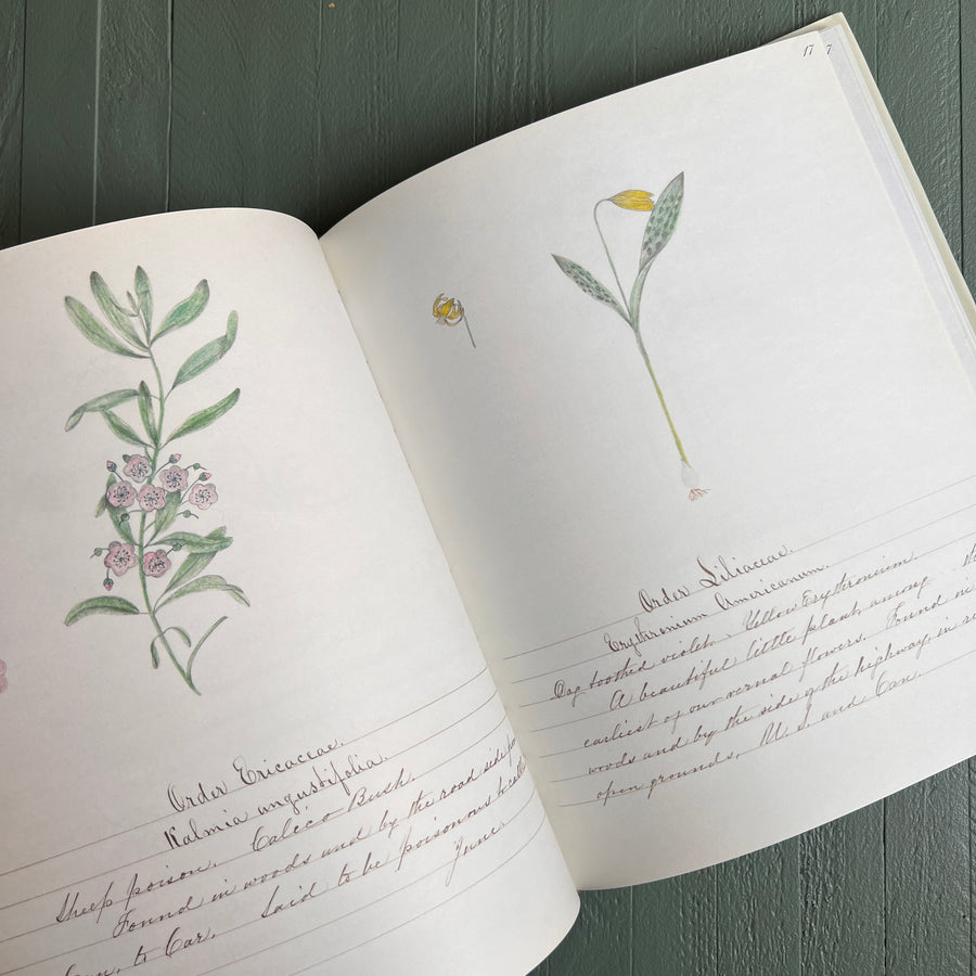 1997 - A Shaker’s Sister’s Drawings; Wild Plants Illustrated By Cora Helena Sarle , First Edition