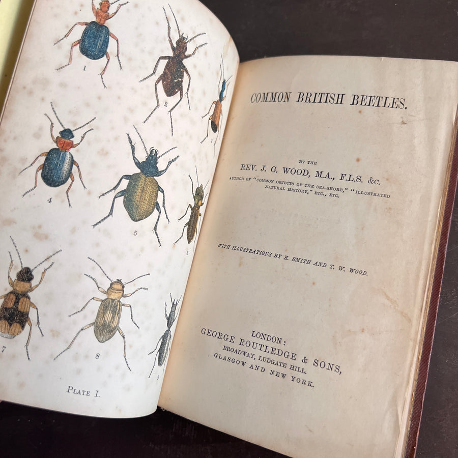 Common British Beetles | Hand-Colored Plates (c.1870s-1880s)