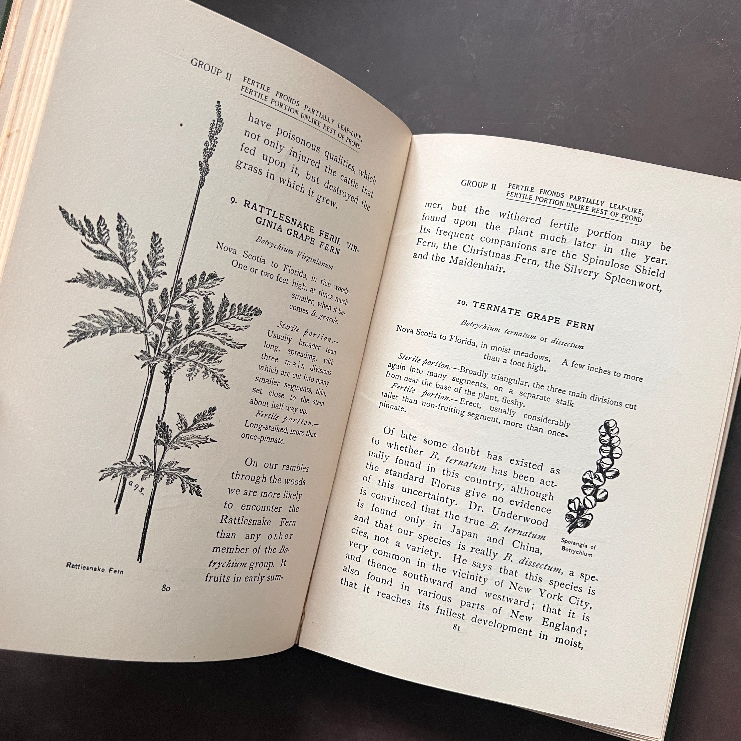 1915 - How To Know The Ferns – Honey Bee Mill