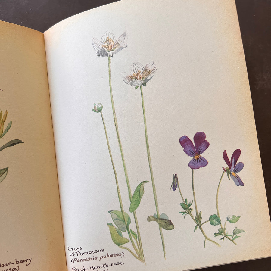 The Country Diary of An Edwardian Lady by Edith Holden, (1979) | Illustrated Nature Diary