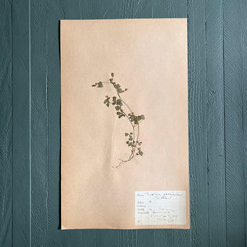 Swedish Vintage 1930s Herbarium Page, Pressed Botanical Specimen