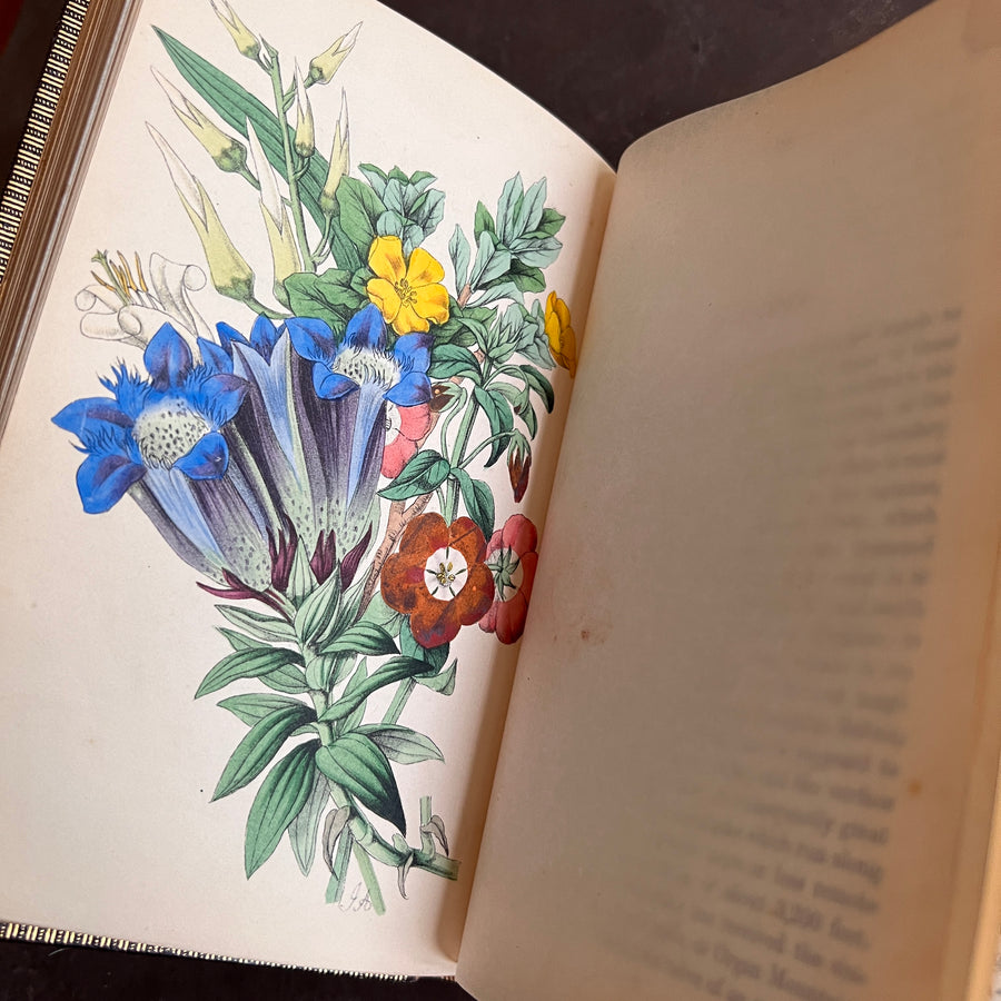 c.1853 - Flowers From Foreign Lands; Their History and Botany