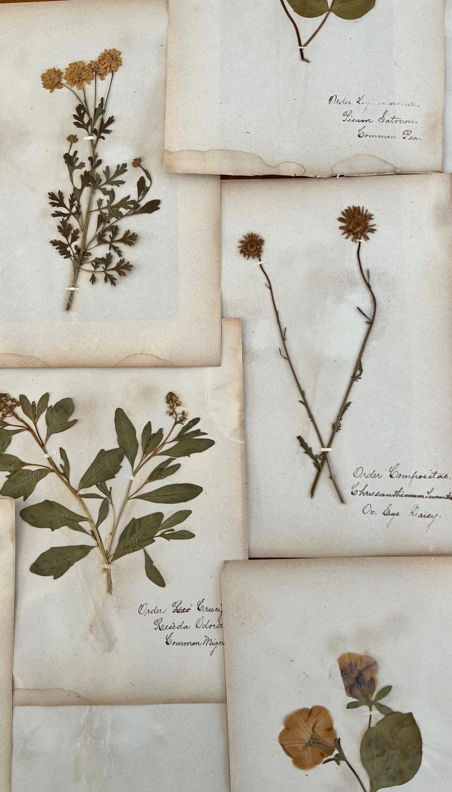 Antique Herbarium