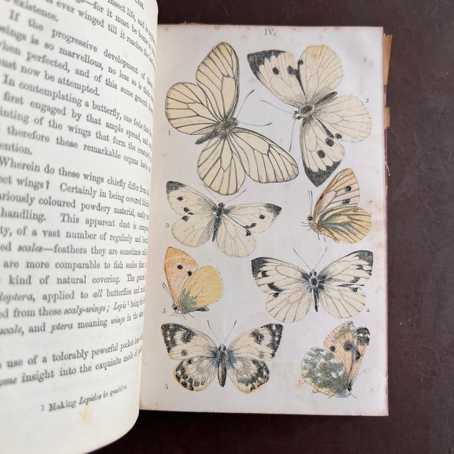 British Butterflies; Figures and Descriptions of Every Native Species by W.S. Coleman (c.1870s-1880s)