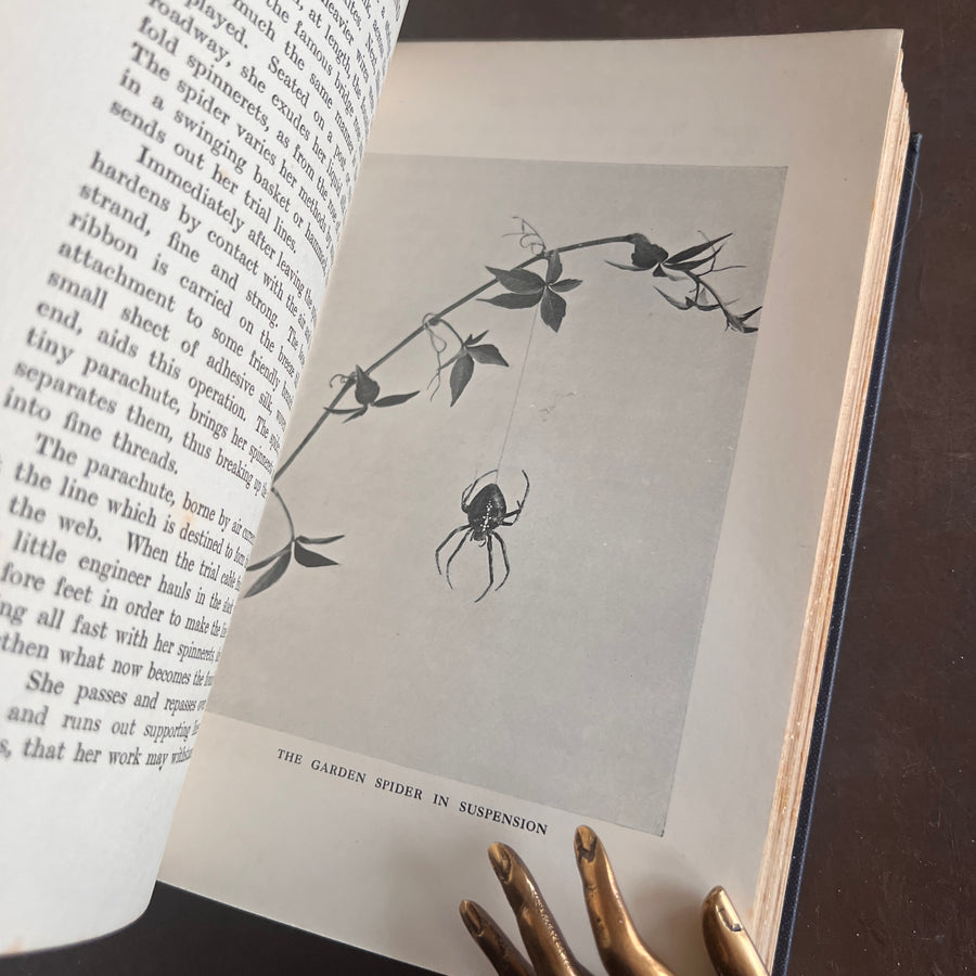 Spiderland by R.A. Ellis (1912) | First Edition | Illustrated