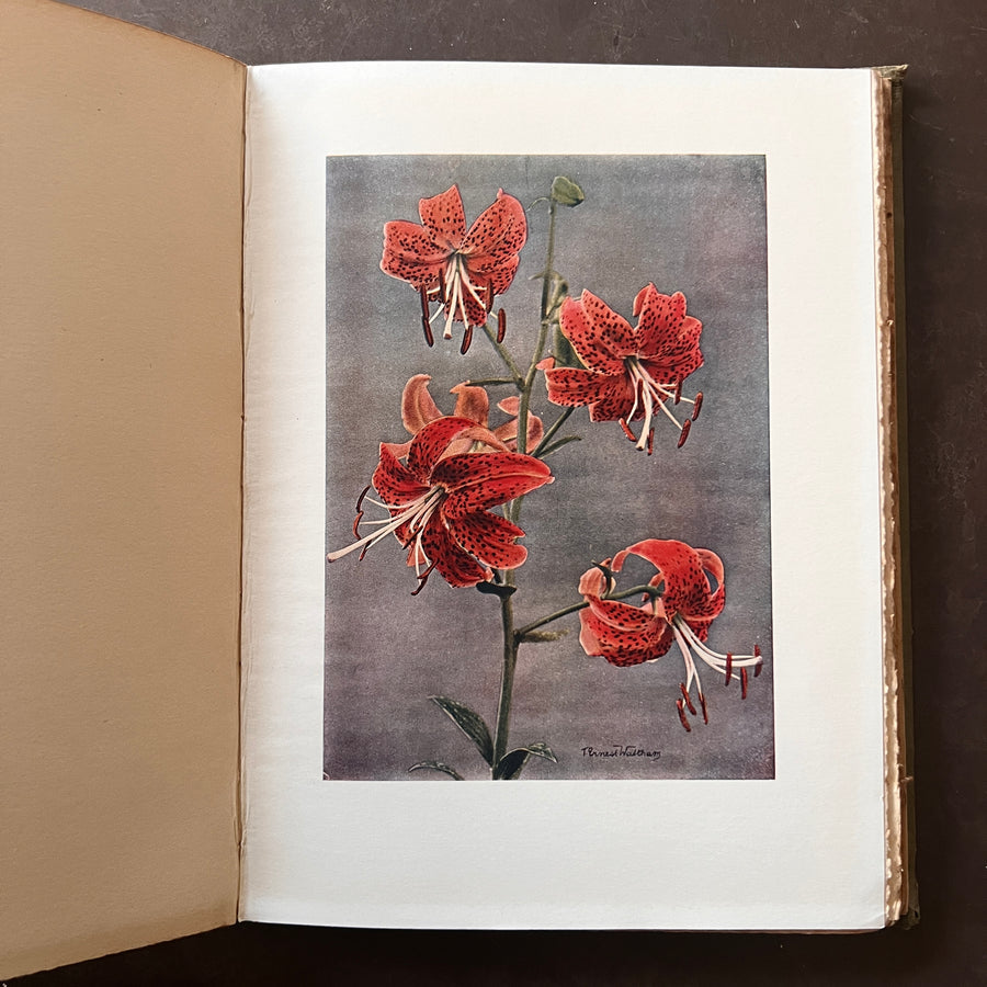 c.1916 - Lilies; Present-Day Gardening