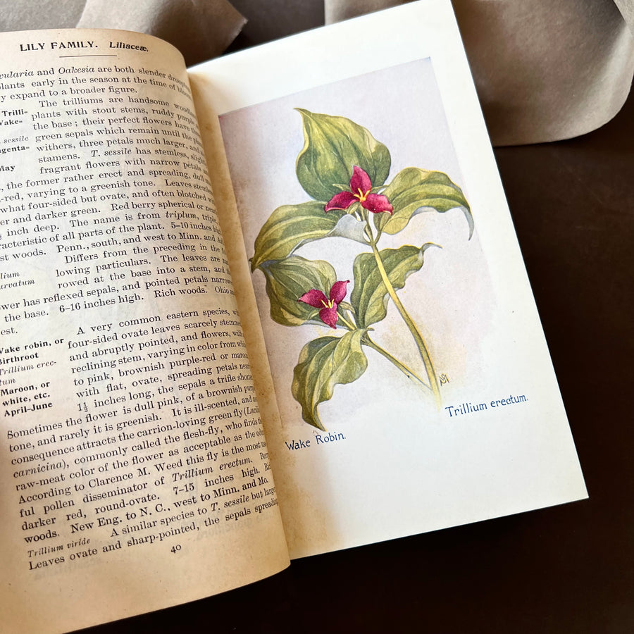 1927 - Field Book Of American Wild Flowers