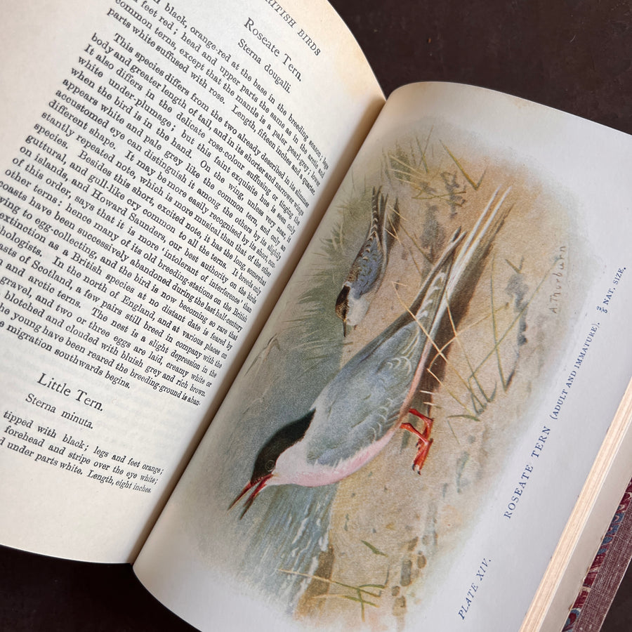 British Birds By W.H. Hudson (1926) | Half Leather Prize Fine Binding