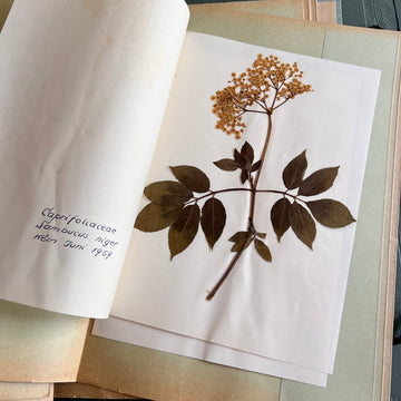 Private Herbarium of Ursula Keimes (1959-1961) | 103 Specimens | Cologne, German Pharmacy Internship with Certification