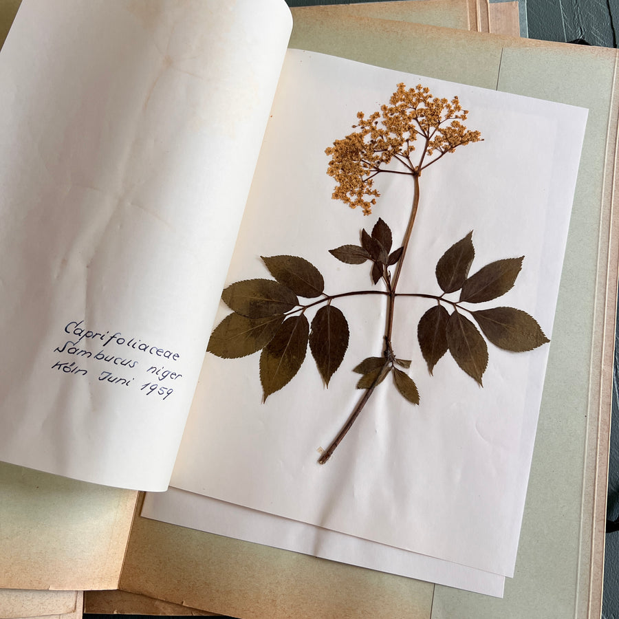 Private Herbarium of Ursula Keimes (1959-1961) | 103 Specimens | Cologne, German Pharmacy Internship with Certification