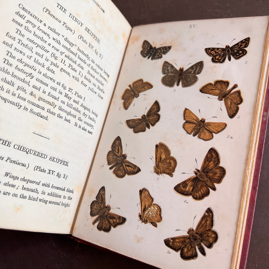 British Butterflies; Figures and Descriptions of Every Native Species by W.S. Coleman (c.1870s-1880s)