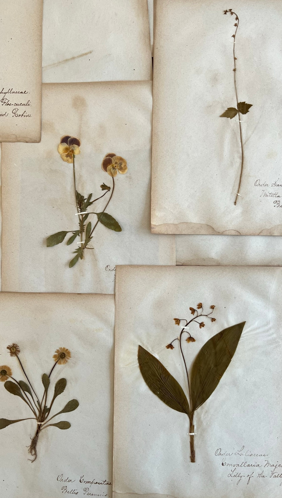 Antique Herbarium