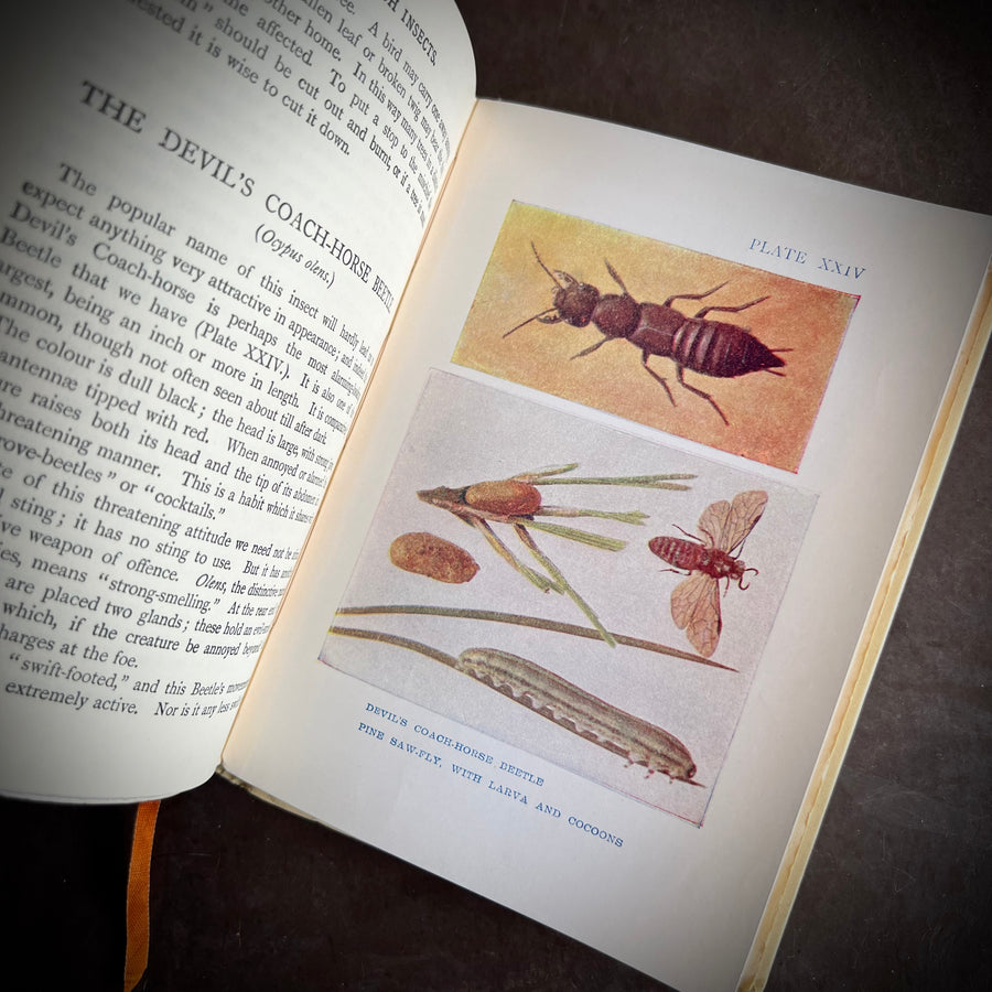 c.1913 - British Insects, The “Shown” Series