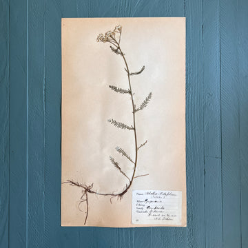 Swedish Vintage 1930s Herbarium Page, Pressed Botanical Specimen