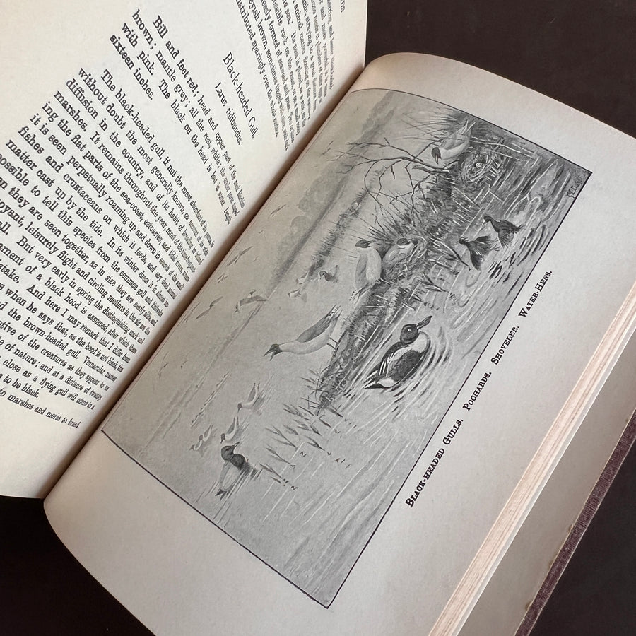 British Birds By W.H. Hudson (1926) | Half Leather Prize Fine Binding