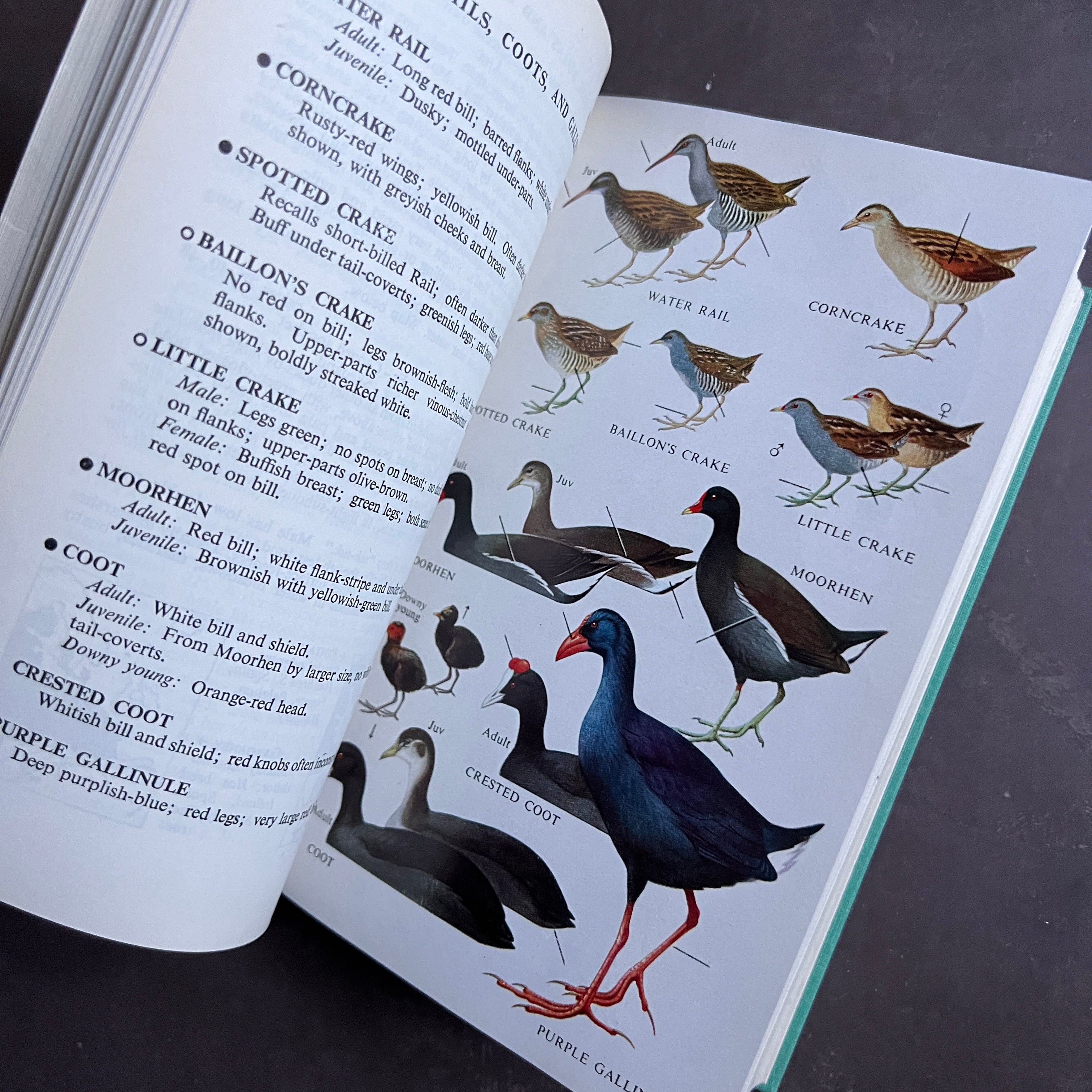 送込☆FIELD GUIDE TO THE ANIMALS OF BRITAIN