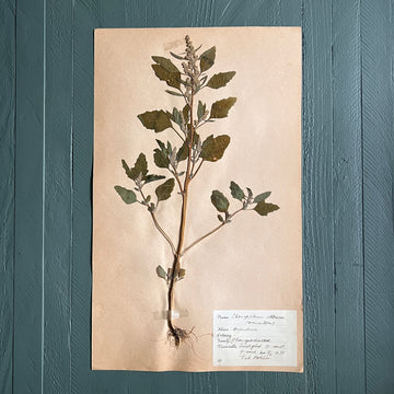 Swedish Vintage 1930s Herbarium Page, Pressed Botanical Specimen