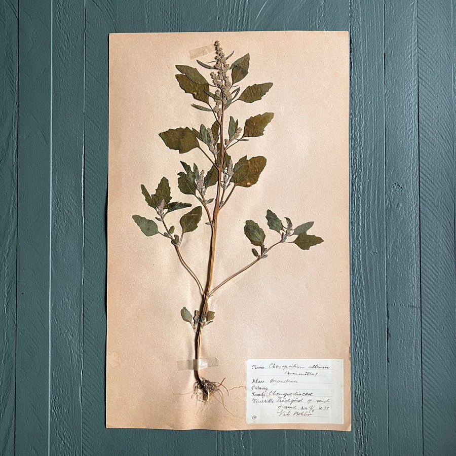 Swedish Vintage 1930s Herbarium Page, Pressed Botanical Specimen