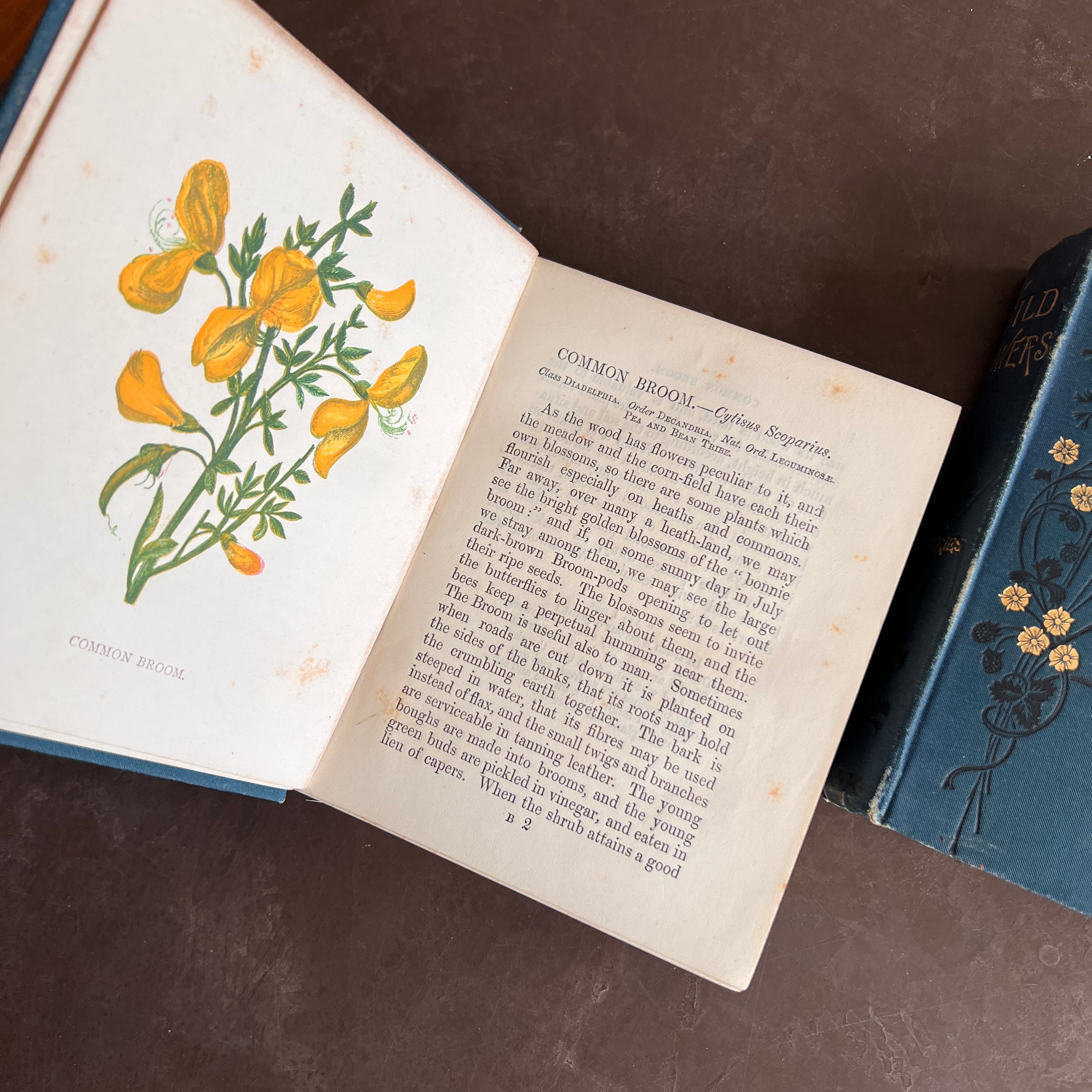 超希少 1876年 アンティーク WILD FLOWERS 手彩色 大型本 1886 - Wild Flowers- First & Second Series by Anne Pratt| With 96