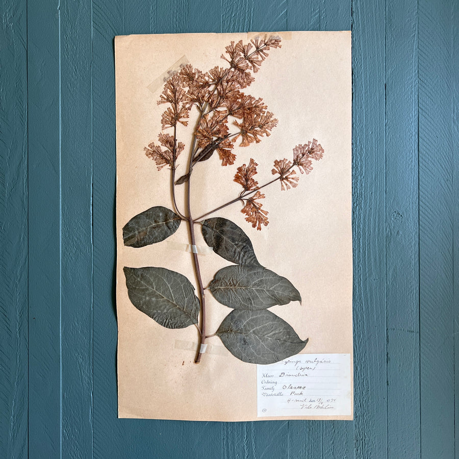 Swedish Vintage 1930s Herbarium Page, Pressed Botanical Specimen