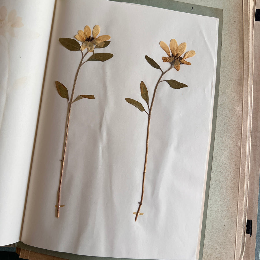 Private Herbarium of Ursula Keimes (1959-1961) | 103 Specimens | Cologne, German Pharmacy Internship with Certification