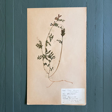 Swedish Vintage 1930s Herbarium Page, Pressed Botanical Specimen