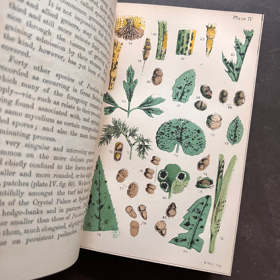 1870 - Rust, Smut Mildew & Mould; An Introduction to the Study of Microscopic Fungi