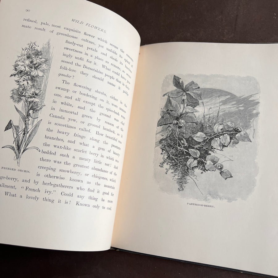 Wild Flowers and Where They Grow (1882)