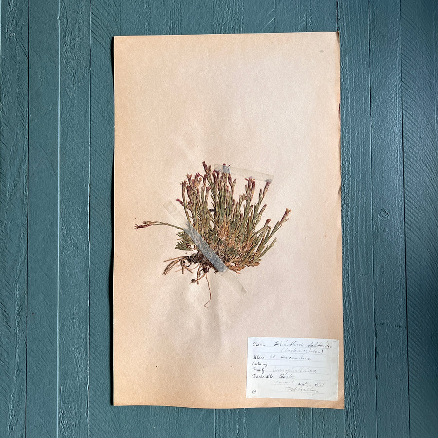 Swedish Vintage 1930s Herbarium Page, Pressed Botanical Specimen