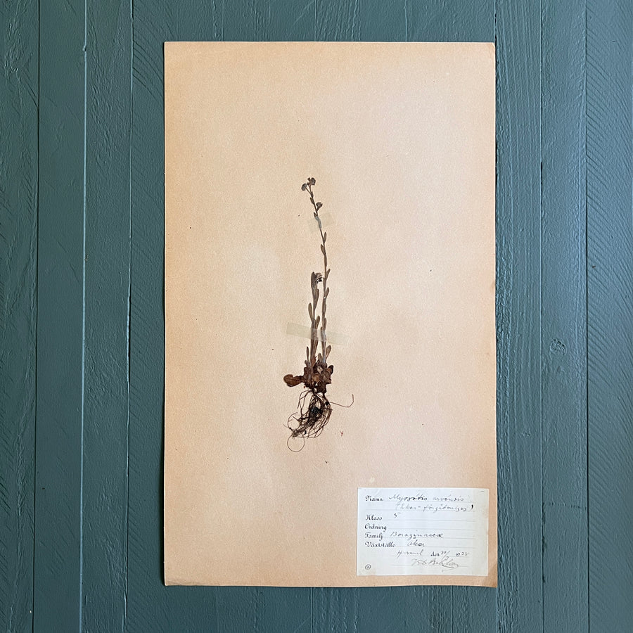 Swedish Vintage 1930s Herbarium Page, Pressed Botanical Specimen