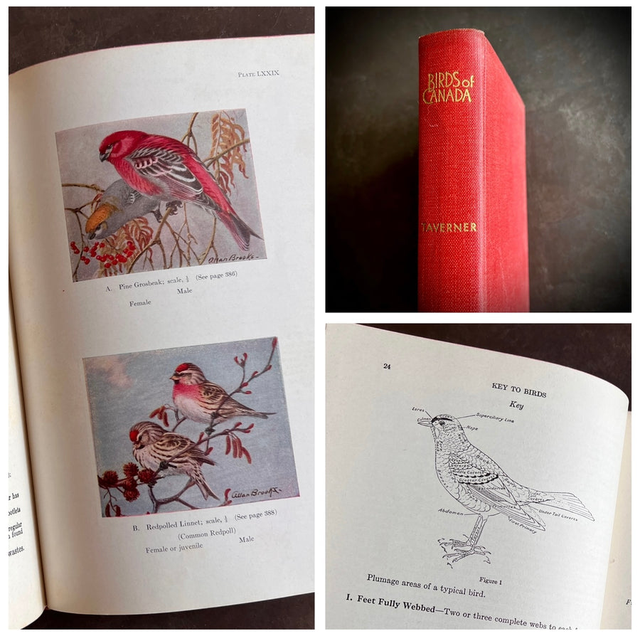 Birds of Canada by P.A. Taverner (1949 Revised Edition)