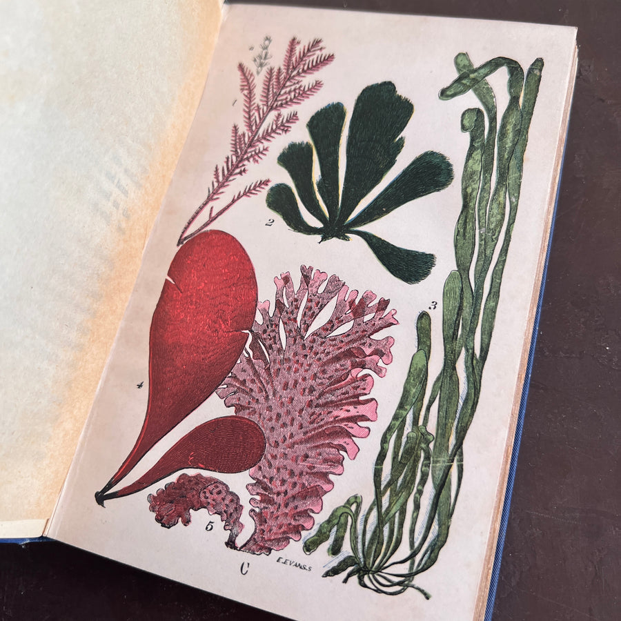 The Common Objects of the Sea Shore | Hand-Colored Plates (c.1870s-1880s)