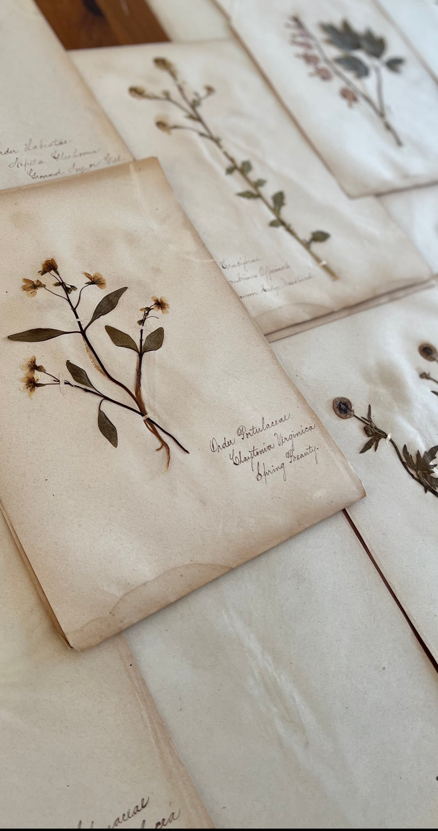 Antique Herbarium