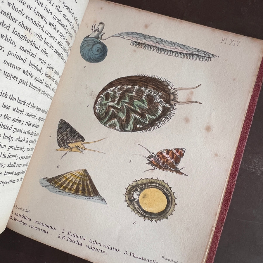 Popular British Conchology by George B. Sowerby (1854) | Hand-Colored Plates