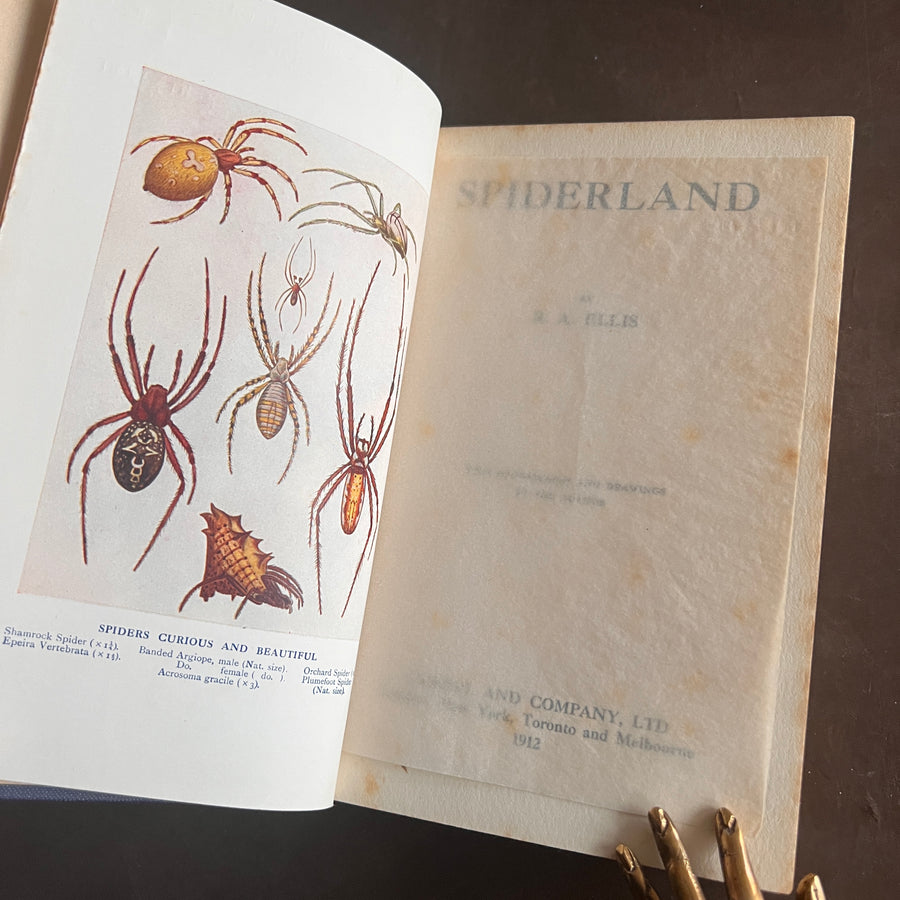 Spiderland by R.A. Ellis (1912) | First Edition | Illustrated
