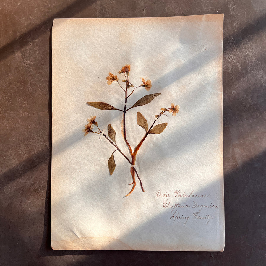 Antique Herbarium