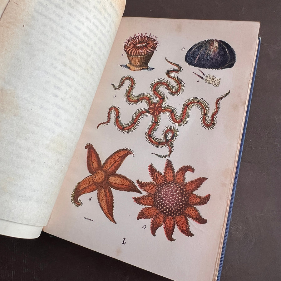 The Common Objects of the Sea Shore | Hand-Colored Plates (c.1870s-1880s)