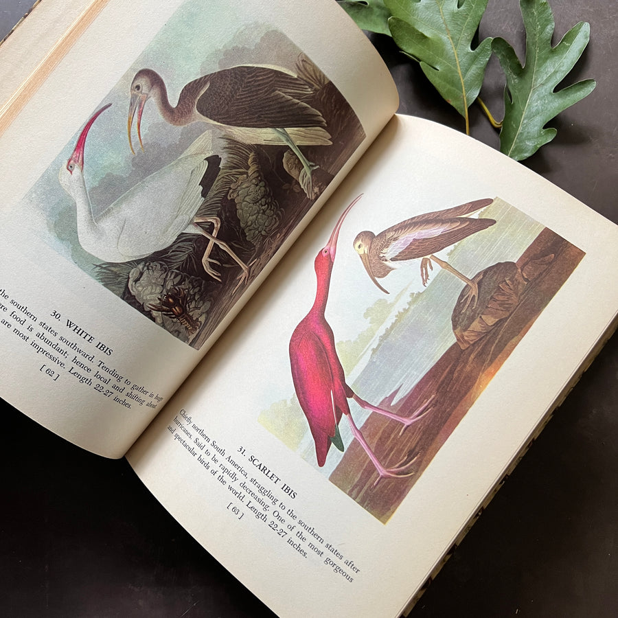 1950 - Audubon’s Birds of America (Instagram Story Giveaway-$28.00 Value)