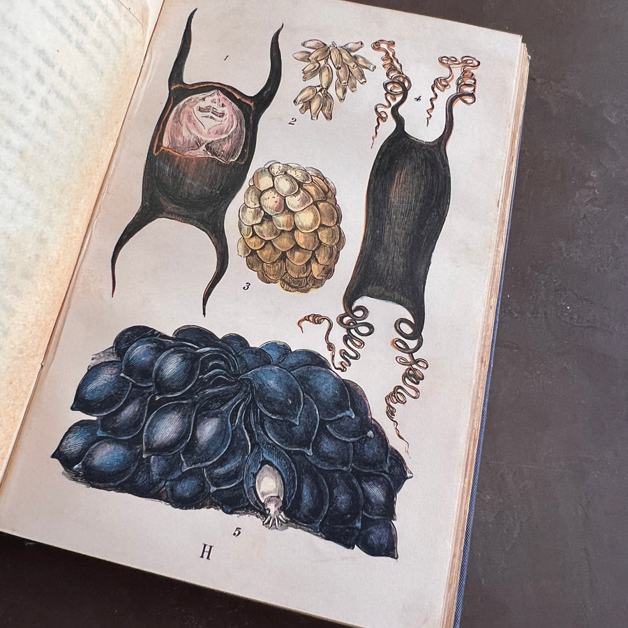 The Common Objects of the Sea Shore | Hand-Colored Plates (c.1870s-1880s)