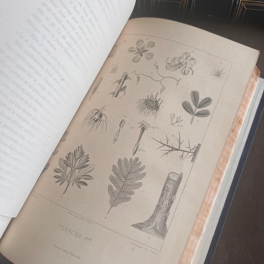 1867 Les Fleurs Animées – Grandville’s Botanical Anthropomorphism Masterpiece l 2-Volumes