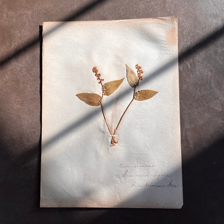 Antique Herbarium