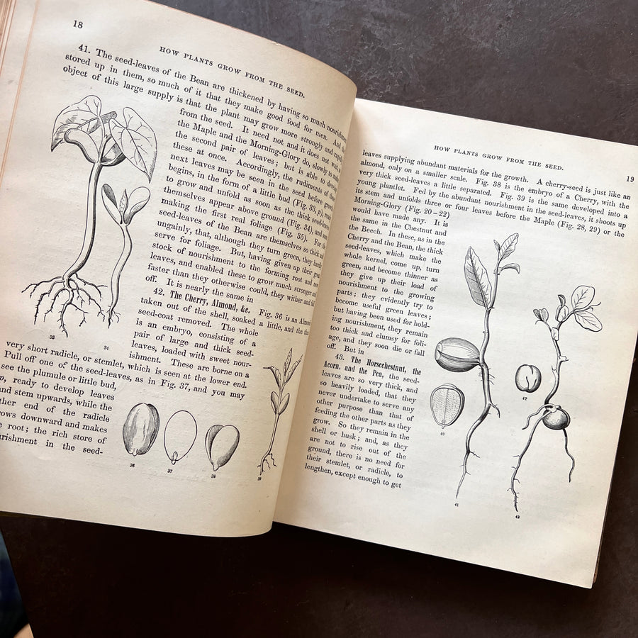 1858 - Botany For Young People and Common Scholls; How Plants Grow. How Plants Grow, A Simple Introduction To Structural Botany, With A Popular Flora, Or An Arrangement and Description Of Common Plants Both Wild and Cultivated.