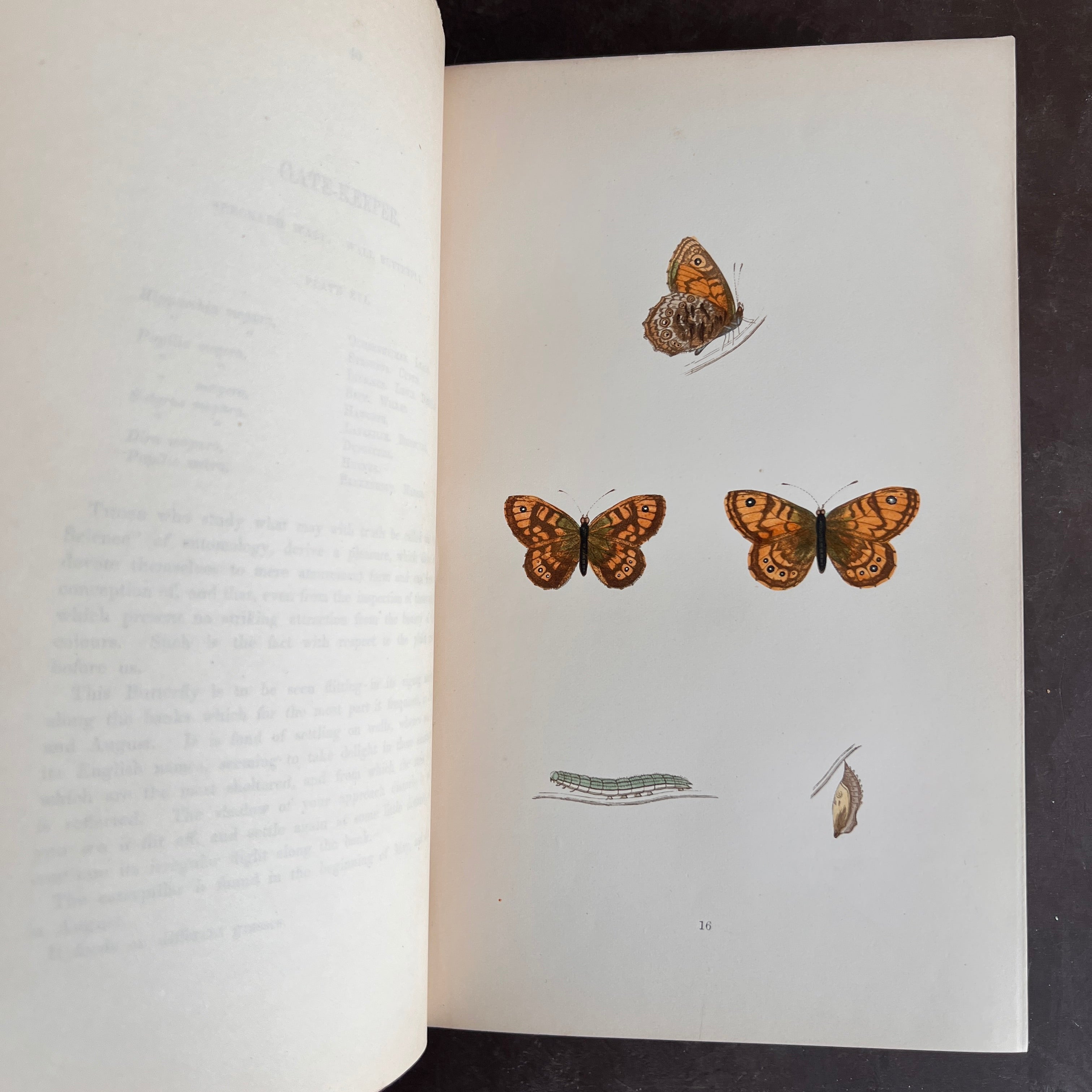 1868 - A History of British Butterflies – Honey Bee Mill