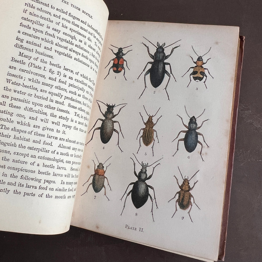Common British Beetles | Hand-Colored Plates (c.1870s-1880s)