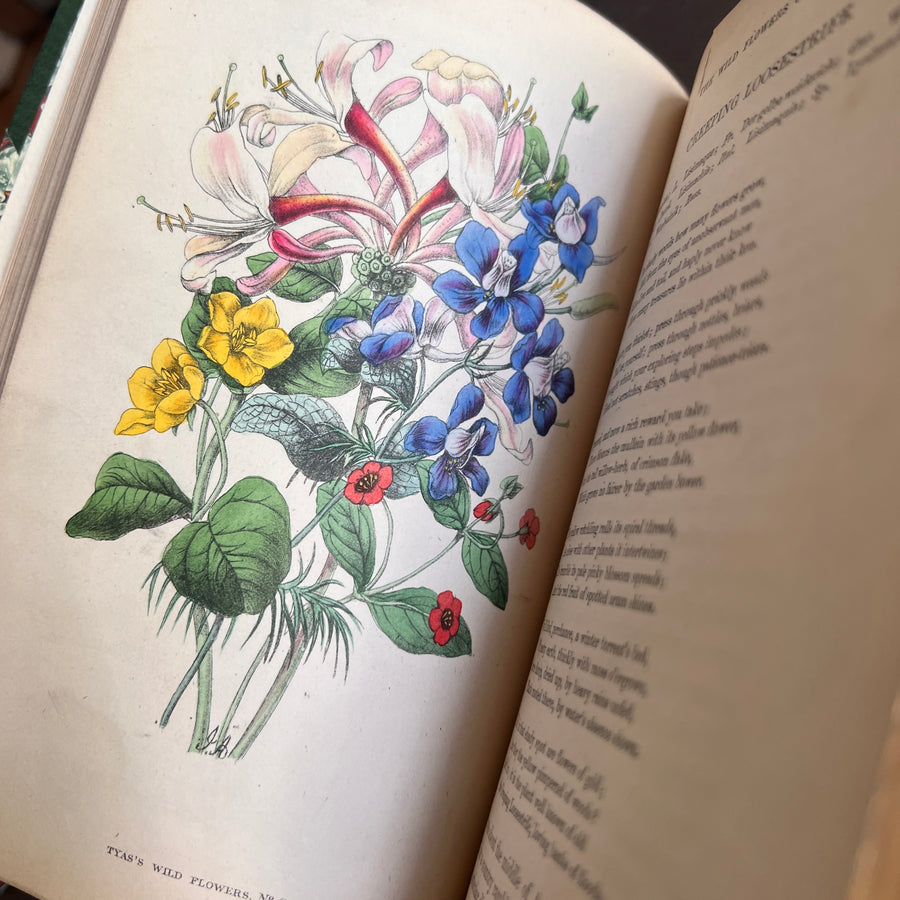 The Wild Flowers of England (1859) | With Hand-Painted Plates